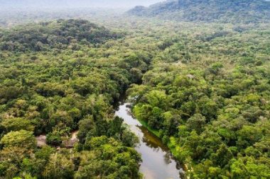 Dünyanın en uzun yılanı: Bir ineği tek hamlede yutabilir
