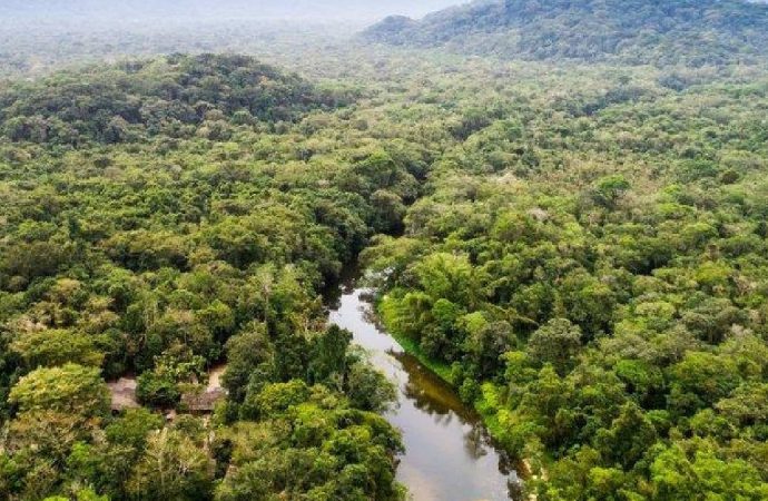 Dünyanın en uzun yılanı: Bir ineği tek hamlede yutabilir