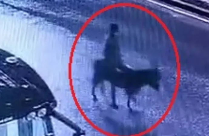 Forkliftle kuyumcu soyup eşekle kaçmıştı, ifadesi ortaya çıktı: Eşeği ahıra bağlayıp altınları samanlığa sakladım