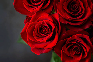 Yerli gülü don vurdu: Sevgililer Günü’nün gülleri Kenya ve Uganda’dan