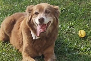 Bob sadakatiyle ilham oldu: Sao Paulo’da hayvanlar, sahipleriyle gömülebilecek