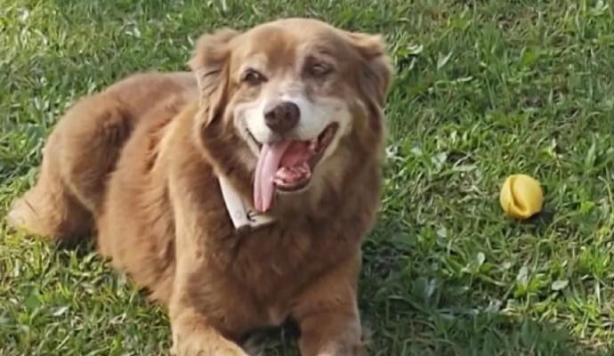 Bob sadakatiyle ilham oldu: Sao Paulo’da hayvanlar, sahipleriyle gömülebilecek