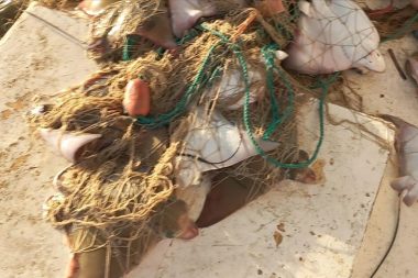 Nesli tehdit altındaki ‘boğa vatozu’ sürü halinde ağa takıldı