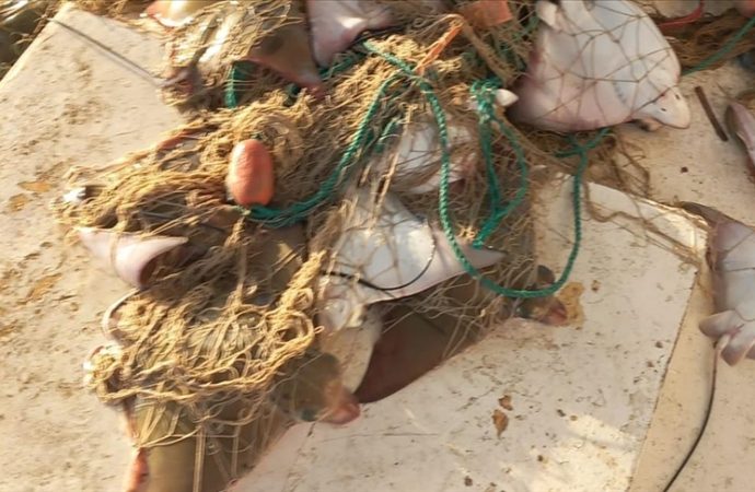 Nesli tehdit altındaki ‘boğa vatozu’ sürü halinde ağa takıldı