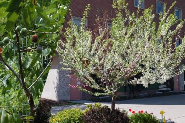 Tek ağaçtan 40 ayrı meyve topluyor: 18 yılda başardı