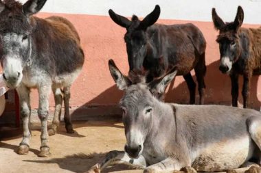 Eşek, katır görmeden büyüyen milyonlarca çocuk var
