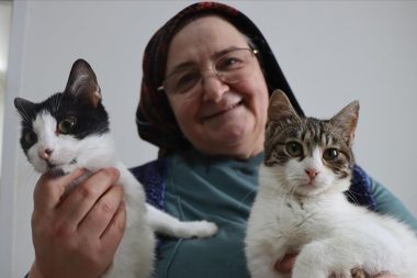 İlk kedi doktor önerisiyle geldi, tam 40 kedi oldu
