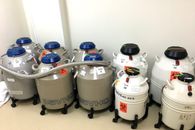 Ülkede erkek kalmadı: Savaşta ölen askerler de çocuk yapabilecek