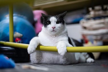 Kedi Boncuk diyet ve pilatesle zayıflamaya çalışıyor