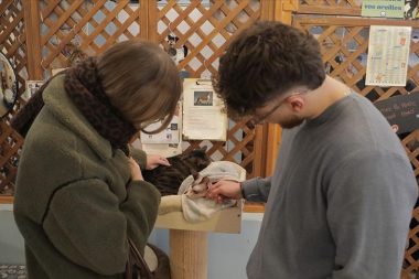 Paris kediler için bile başka: Patiseverler kafede kedilerle buluşuyor