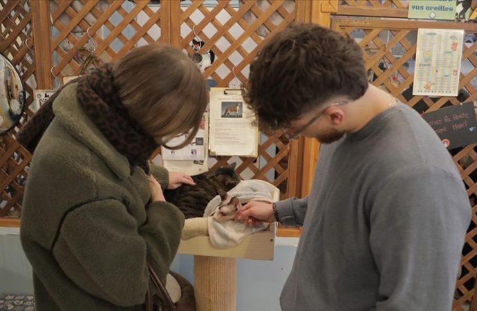 Paris kediler için bile başka: Patiseverler kafede kedilerle buluşuyor