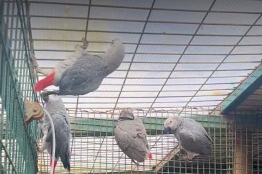 Havalimanı’nda bavuldan 20 papağan çıktı