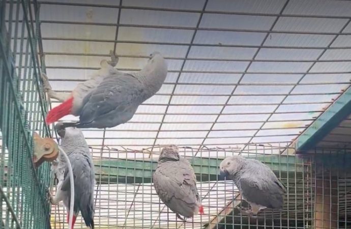 Havalimanı’nda bavuldan 20 papağan çıktı