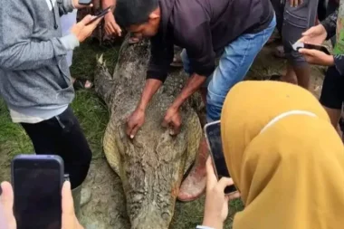 Nehirde kaybolan kadın timsahın midesinde bulundu