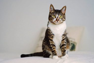 Araştırma: Kediler insanda kanser tedavisine yol gösterebilir