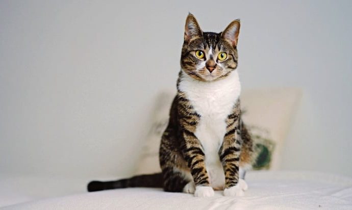 Araştırma: Kediler insanda kanser tedavisine yol gösterebilir