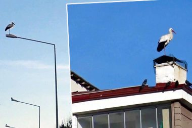 Onlar mı şaştı şubat havası mı: Sıcaklık normalin üstünde, leylekler çatılarda