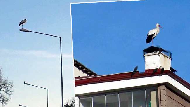 Onlar mı şaştı şubat havası mı: Sıcaklık normalin üstünde, leylekler çatılarda