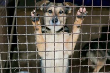 Vali ‘hedefe ulaştık’ müjdesi verdi: Şanlıurfa’da bütün sokak hayvanları toplatıldı