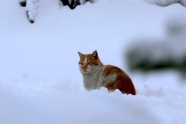 Meteoroloji: 14 ilde kar bekleniyor