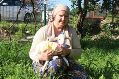 Biberonla besledi, şimdi ayrılamıyor: Altına bez bağlayıp kuzusunu misafirliğe bile götürüyor