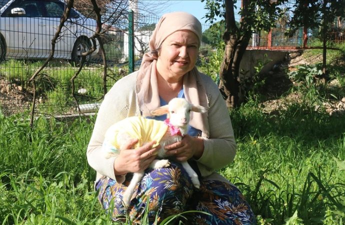 Biberonla besledi, şimdi ayrılamıyor: Altına bez bağlayıp kuzusunu misafirliğe bile götürüyor