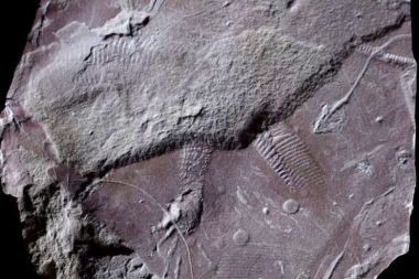 En eski fosilleşmiş ‘anüs’ bulundu: 290 milyon yıllık