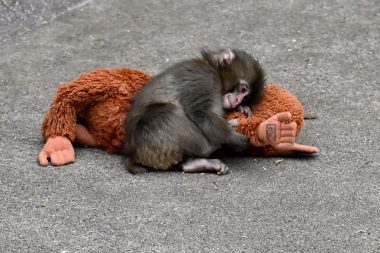 Maymun Punch’ın pelüşünün Türkiye fiyatı belli oldu