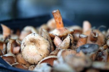 O zehirli mantar kontrolden çıktı: Bir yolunu buldu, kendi kendine ürüyor