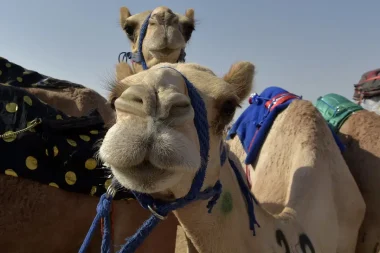 Güzellik yarışmasında ‘botoks’ tartışması: 20 deve diskalifiye edildi