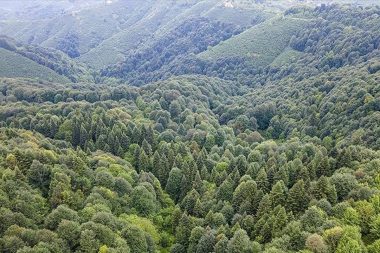 Bir kararnameyle orman olmaktan çıktılar