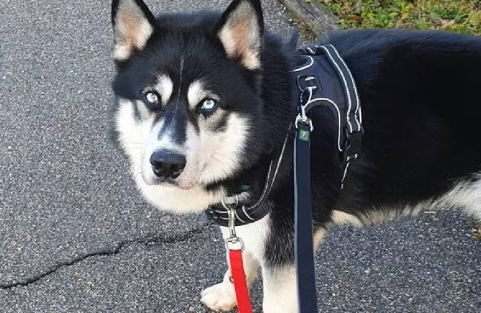 Avukatı olan ilk köpek oldu: Buba mahkemede hak arıyor