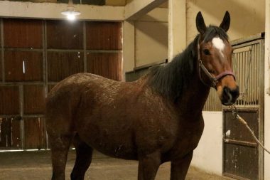 TMSF safkan İngiliz kısrağıyla tayını satışa çıkarıyor