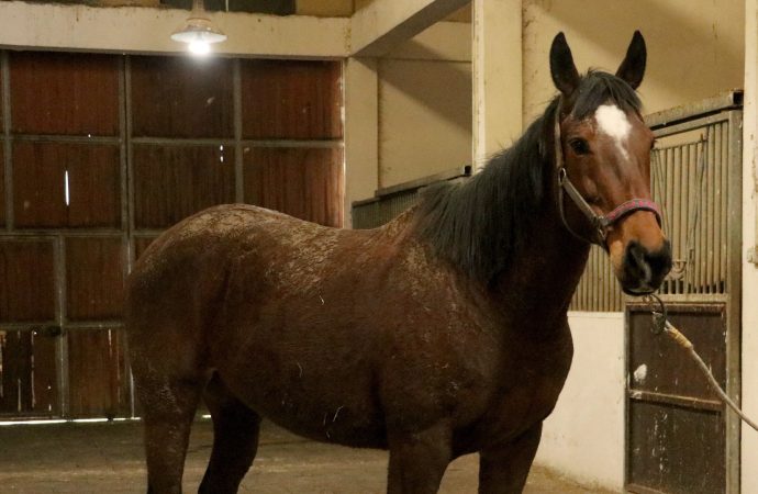 TMSF safkan İngiliz kısrağıyla tayını satışa çıkarıyor