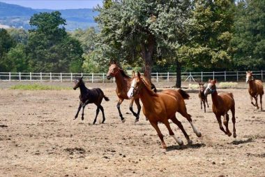 Atlarla mı konuşmalı, kazlarla mı?