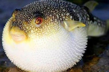 Balon Balığı Sevgililer