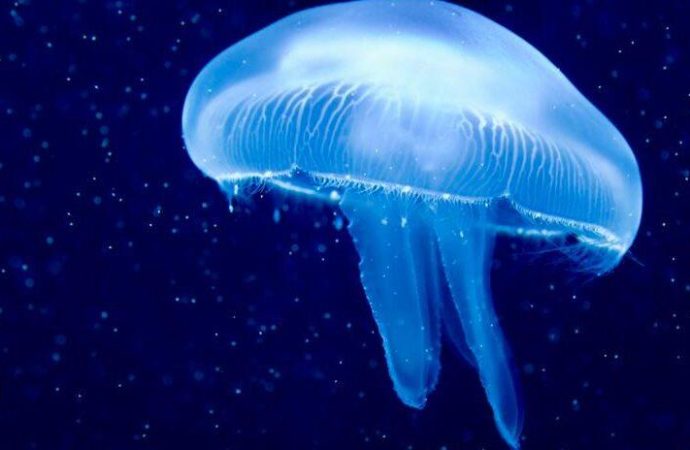 Hiçbir Şeyin Arkasında Durmayan Bir ‘Yumuşakça Varlık’ Olmak