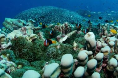 En büyük mercan kolonisi bulundu: Korumak için tam yeri açıklanmadı