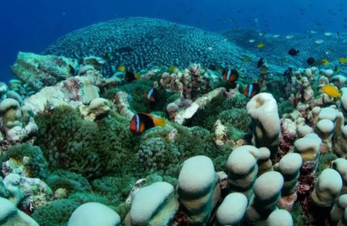 En büyük mercan kolonisi bulundu: Korumak için tam yeri açıklanmadı
