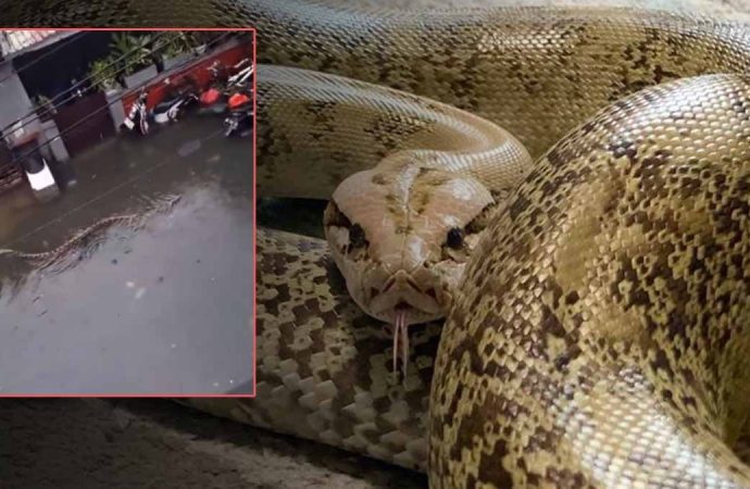 Yağışlar yüzünden nehirler taştı: Sokaklarda 5 metrelik pitonlar yüzüyor