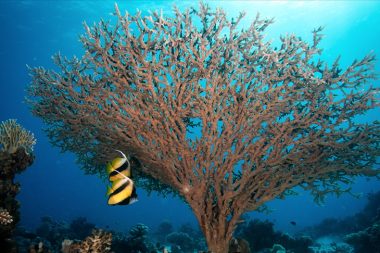 Dünya Yaban Hayatı Günü: Canlı türlerinin dörtte biri tükendi tükenecek