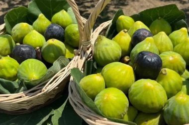 Türkiye inciri dünya listesinde 1 numara