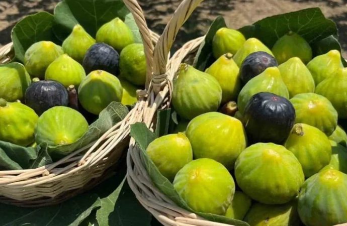 Türkiye inciri dünya listesinde 1 numara