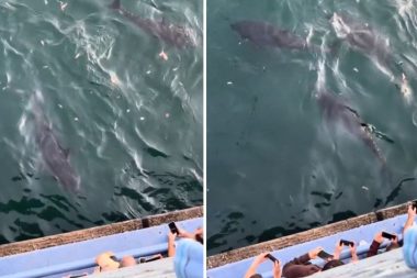 Boğaz’da 40 yıl sonra orkinos sürüsü görüldü: Kilosu piyasada 800 TL