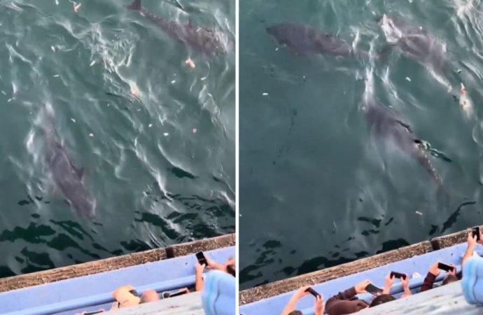 Boğaz’da 40 yıl sonra orkinos sürüsü görüldü: Kilosu piyasada 800 TL