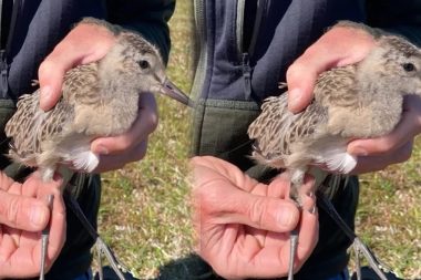 Hiç bilmediği güzergahta mola bile vermeden 13 bin kilometre uçtu