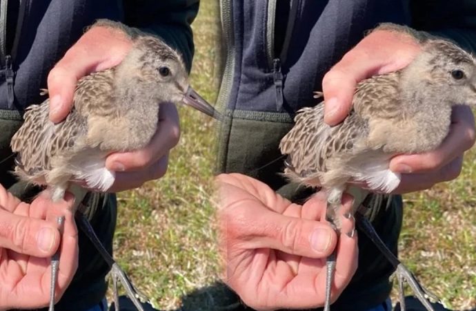 Hiç bilmediği güzergahta mola bile vermeden 13 bin kilometre uçtu