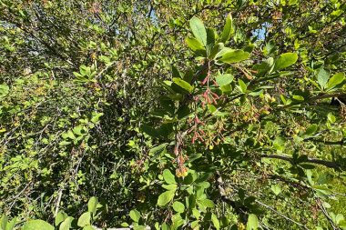 Rusların gizli ‘yaşam iksiri’ Türkiye’de her yerde kendiliğinden yetişiyor