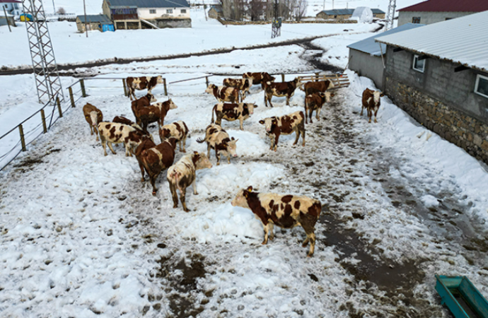 Çalışmaktan sıkılıp köye yerleşti, işten kafasını kaldıramıyor