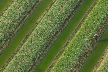 Dünyanın en yararlı sebzesi ama Türkiye’de eve bile sokulmuyor